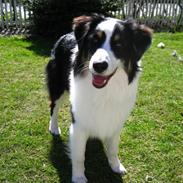 Australian shepherd Shifu