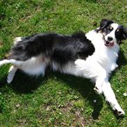 Australian shepherd Shifu