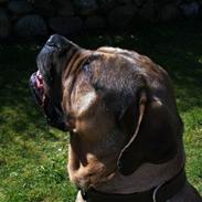 Bullmastiff Candy