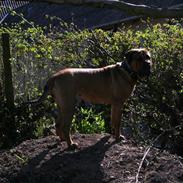 Bullmastiff Candy