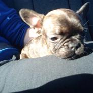 Fransk bulldog rocky