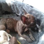 Fransk bulldog rocky