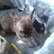 Fransk bulldog rocky