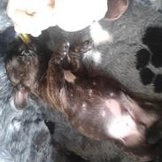 Fransk bulldog rocky