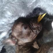 Fransk bulldog rocky