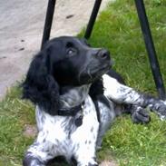 Field Trial spaniel Willi