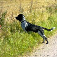Field Trial spaniel Willi