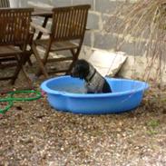 Field Trial spaniel Willi