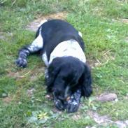 Field Trial spaniel Willi