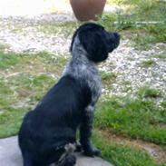 Field Trial spaniel Willi