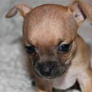 Chihuahua Bølle