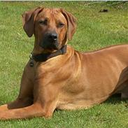 Rhodesian ridgeback       "Bhara Bhara" Jengo