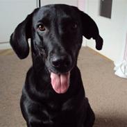 Blanding af racer Mille