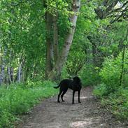 Blanding af racer Mille