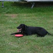 Blanding af racer Mille