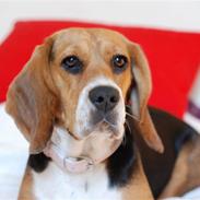 Blanding af racer Bailey Beagle/Basset