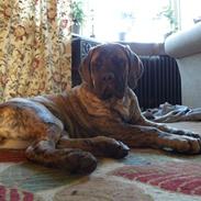 Mastiff Engelsk Mastiff, Bodil
