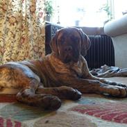 Mastiff Engelsk Mastiff, Bodil