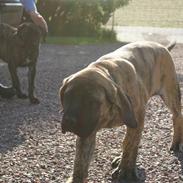 Mastiff Engelsk Mastiff, Bodil