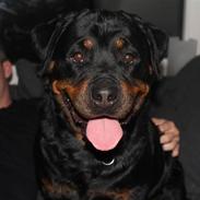 Rottweiler Bonita Von Barnewitz