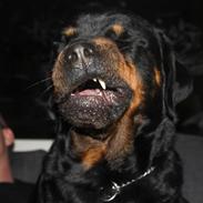 Rottweiler Bonita Von Barnewitz