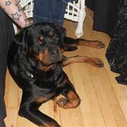 Rottweiler Bonita Von Barnewitz