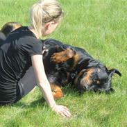 Rottweiler Bonita Von Barnewitz