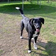 Blanding af racer Nikki