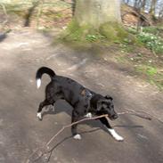 Blanding af racer Nikki