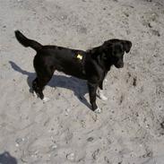 Blanding af racer Nikki