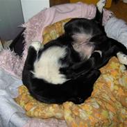 Blanding af racer Nikki