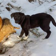 Blanding af racer Nikki