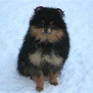 Pomeranian Soffies smoke