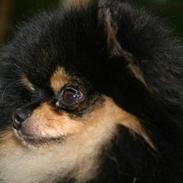 Pomeranian Soffies smoke