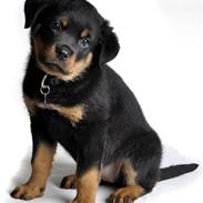 Rottweiler Aiko