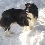 Border collie Himmelhunden Blue Border Gino