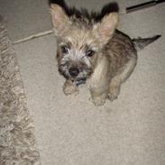 Cairn terrier snif