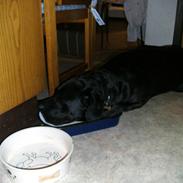 Blanding af racer Sascha