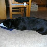 Blanding af racer Sascha