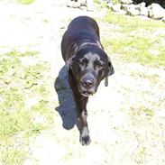 Blanding af racer Sascha