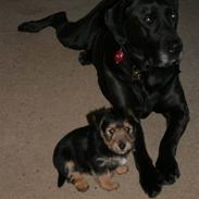 Blanding af racer Sascha