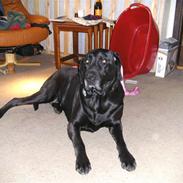 Blanding af racer Sascha