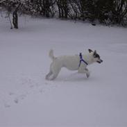 Blanding af racer Samson