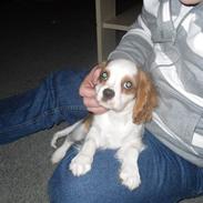 Cavalier king charles spaniel Samson