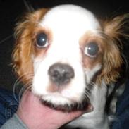 Cavalier king charles spaniel Samson