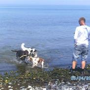 Cavalier king charles spaniel Samson