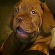 Dogue de bordeaux senja