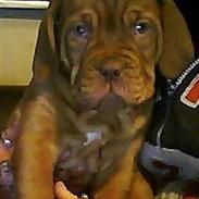 Dogue de bordeaux senja