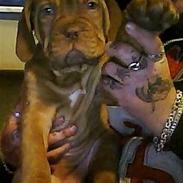 Dogue de bordeaux senja