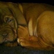 Dogue de bordeaux senja